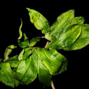 Image of Arisaema silvestrii   Pamp..